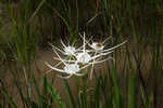 Godfreyi's spider-lily